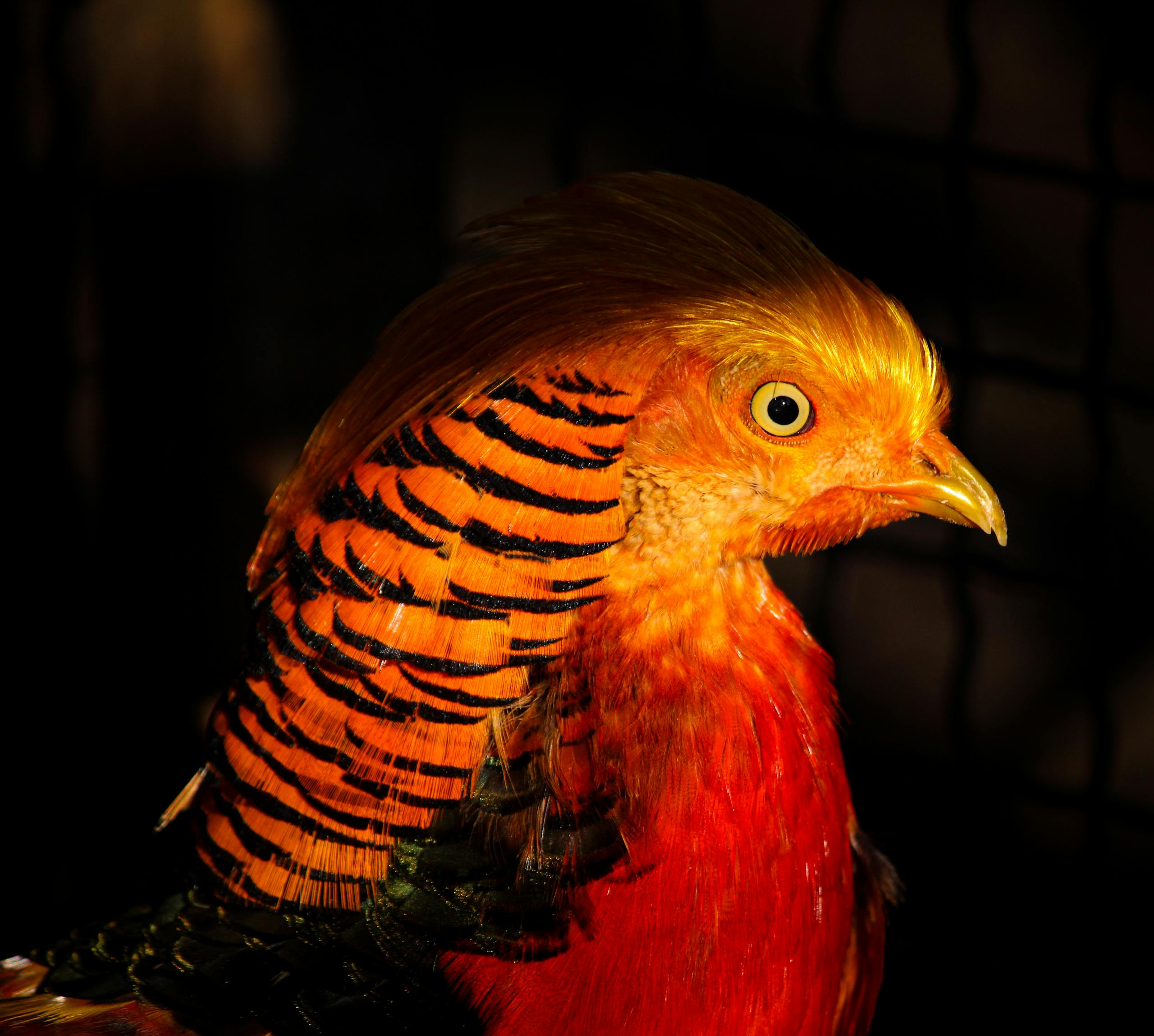 Stunning close-up of a vibrant Golden Pheasant showcasing its brilliant feathers in Preševo, Serbia.